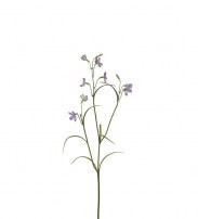 Campanula  blau 65cm 7.50